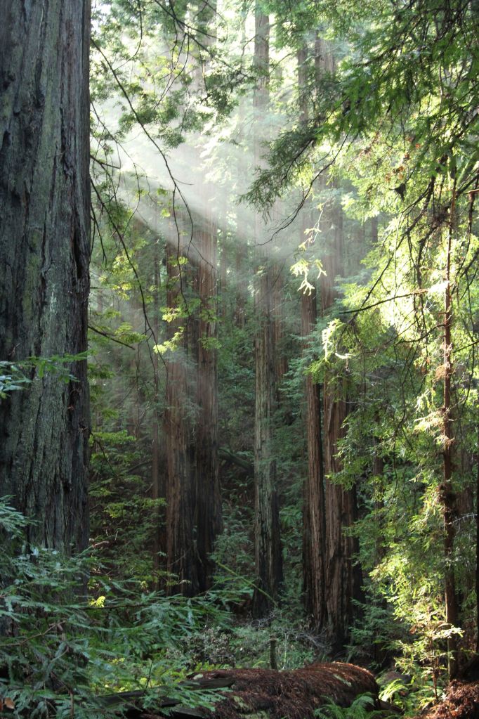 Redwoods in Muir woods. My first time seeing them and they were staggering and inspiring. 
