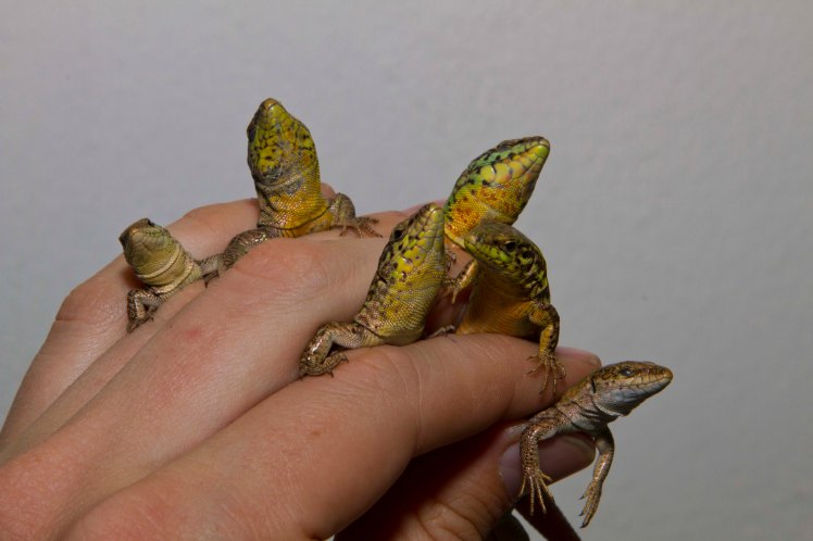 Handfull of Lizards