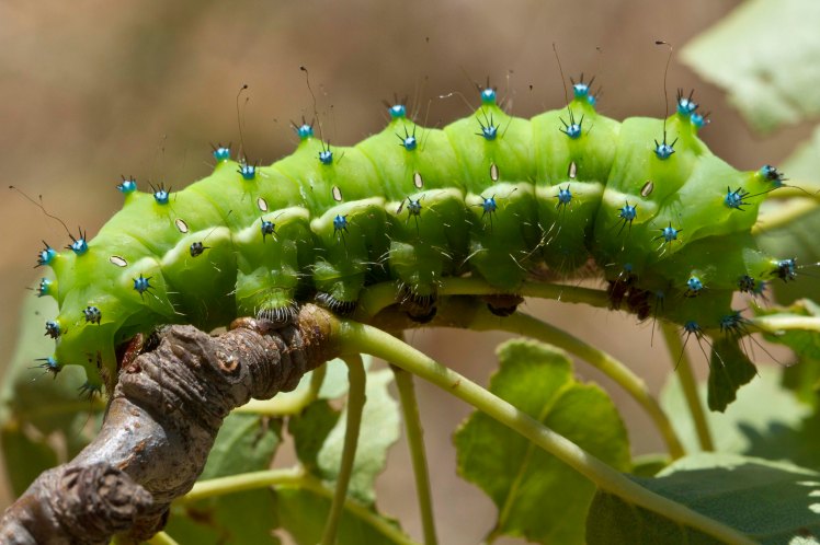 Caterpillar2