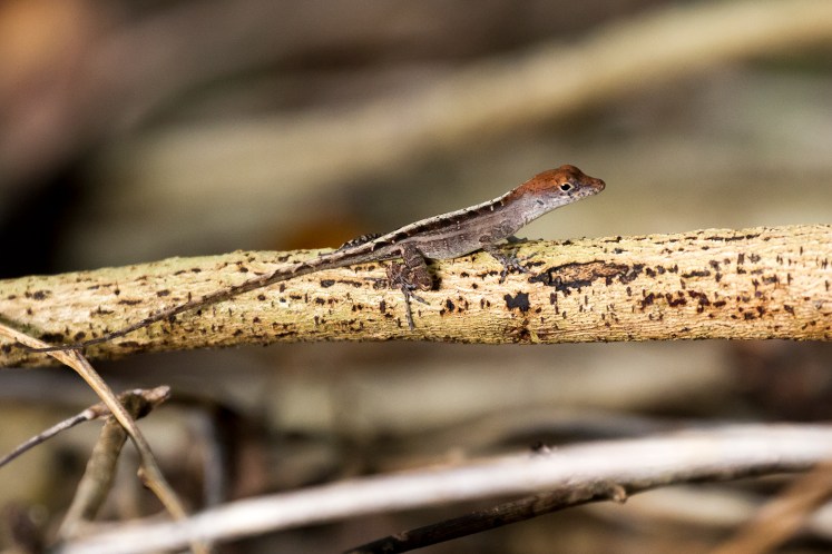 A.sagrei_RedHeadOnBranch