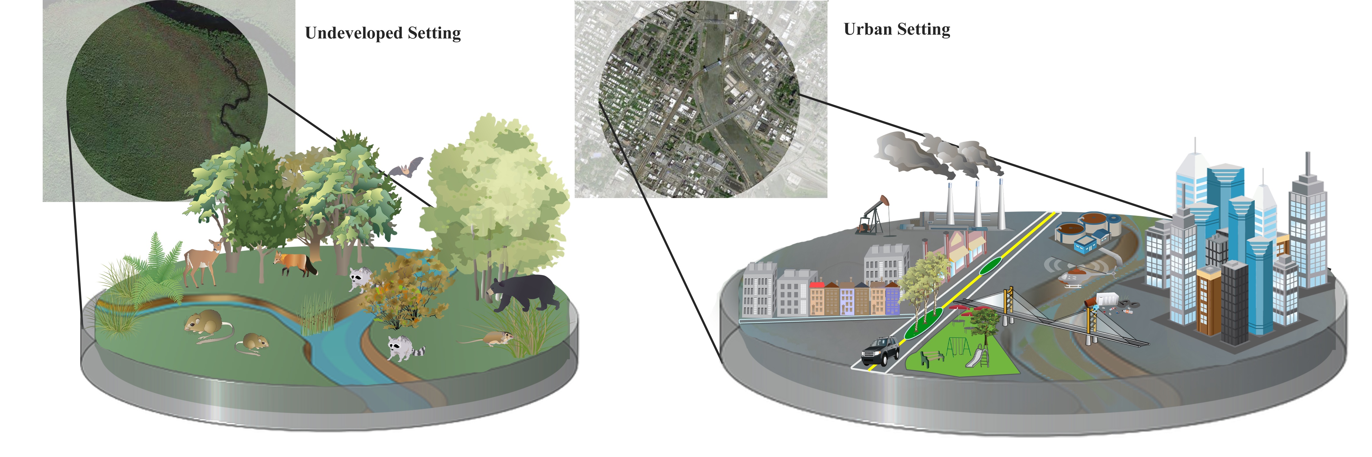 Evolution in Cities – Colin Donihue