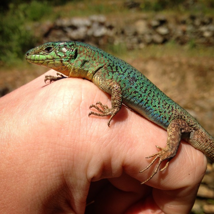 P erhardii on hand.jpg