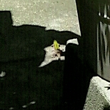 Podarcis in NY Zoom in