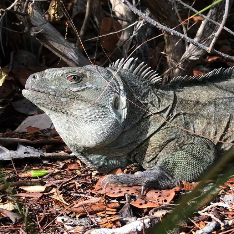 Cyclura