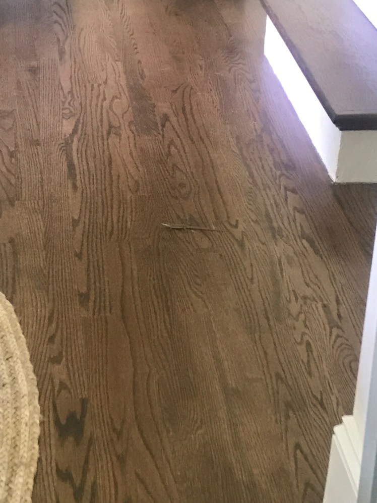 Sagrei in Connecticut