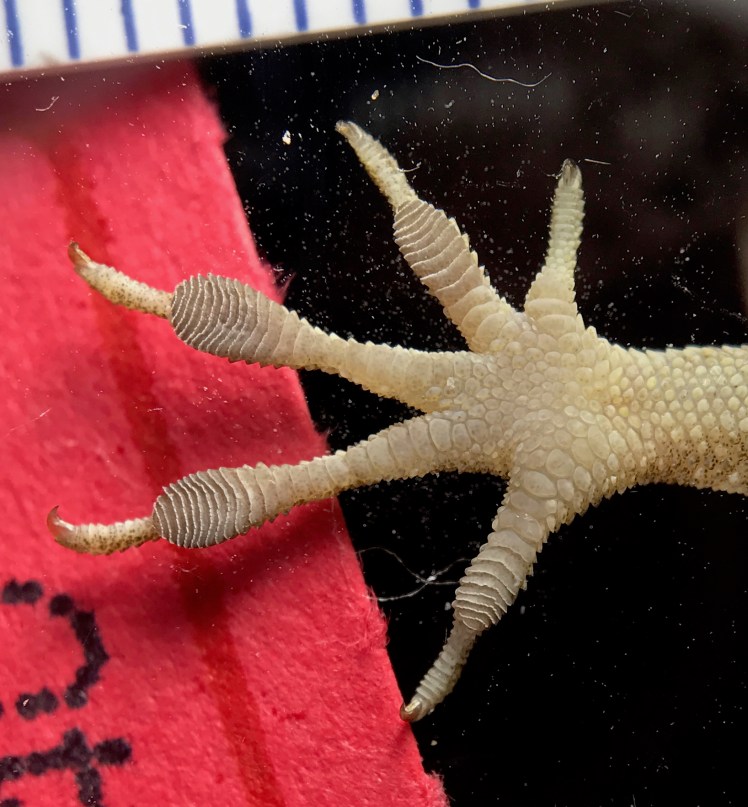 LizardForelimbToepad